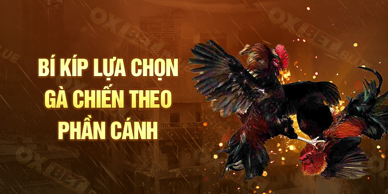 Bí kíp lựa chọn gà chiến theo phần cánh