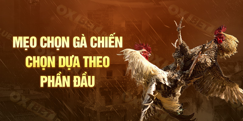 Mẹo Chọn Gà Chiến - Chọn dựa theo phần đầu