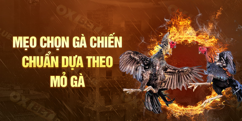 Mẹo Chọn Gà Chiến chuẩn dựa theo mỏ gà