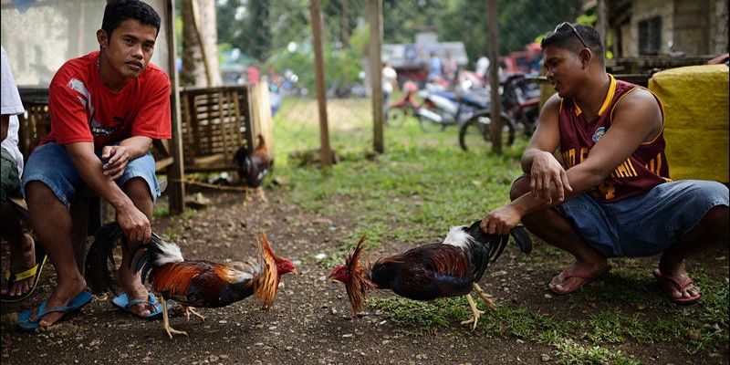 Một trận thi đấu được diễn ra theo đúng luật đá gà tre được ban hành 