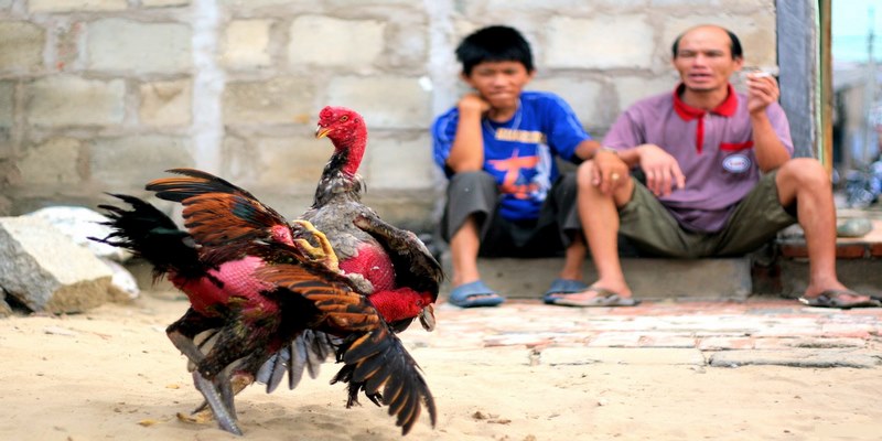 Cách chơi đá gà tre thắng lớn tại nhà cái 