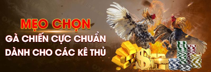 Mẹo Chọn Gà Chiến Cực Chuẩn Dành Cho Các Kê Thủ